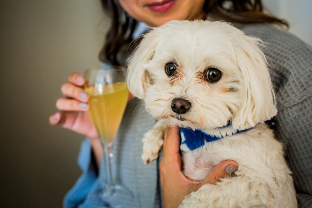 Dog and a glass of champagne
