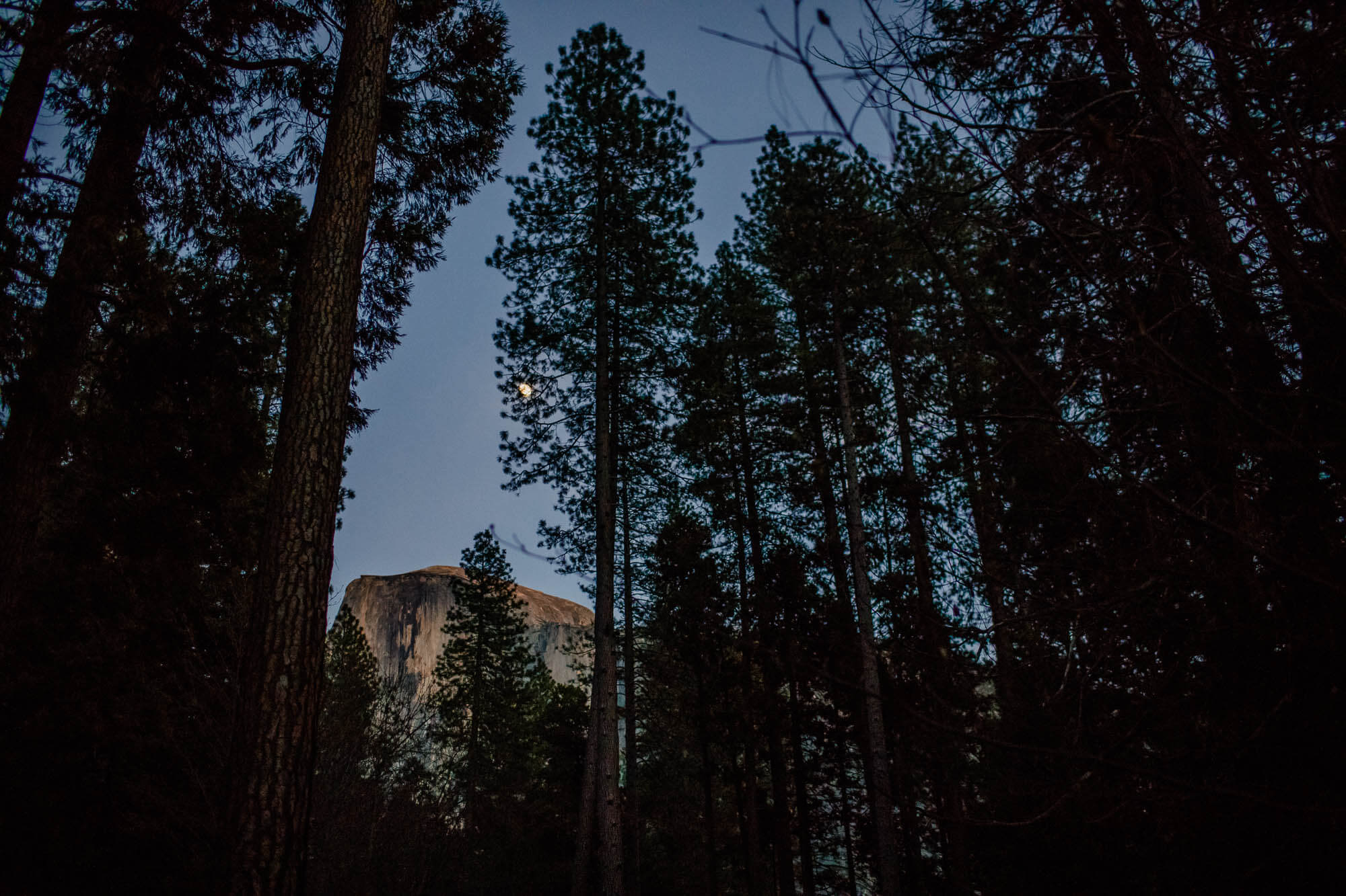 Half Dome and moon through the trees at sunset