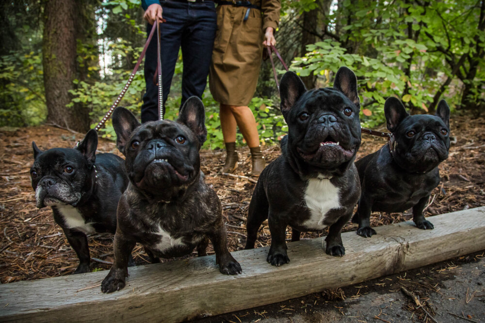 Four French Bulldogs pose for a picture with their owners in the background
