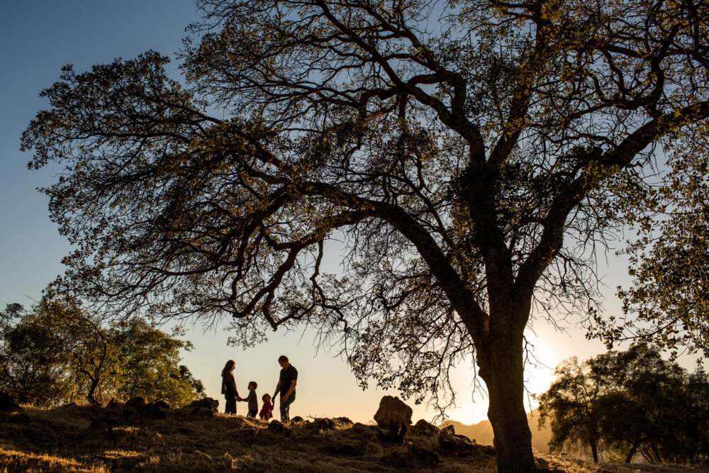 silhouette of a family on a hillside under a large oak tree