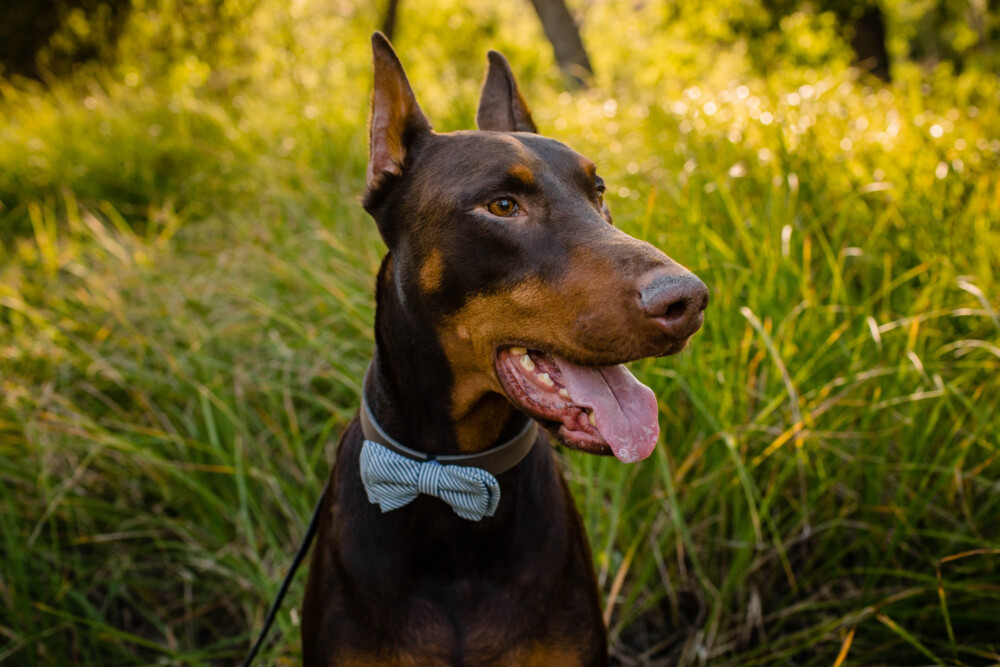 Large dog with a bow tie in a grassy field